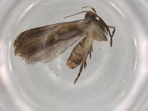  ( - BIOUG72783-E02)  @11 [ ] CreativeCommons - Attribution (2021) Centre for Biodiversity Genomics Centre for Biodiversity Genomics