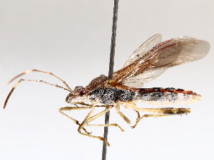  (Burtinus - BIOUG72918-B02)  @11 [ ] CreativeCommons - Attribution (2021) CBG Photography Group Centre for Biodiversity Genomics