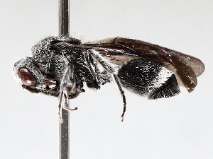  (Barichneumon Malaise9534 - BIOUG72918-E07)  @11 [ ] CreativeCommons - Attribution (2021) CBG Photography Group Centre for Biodiversity Genomics