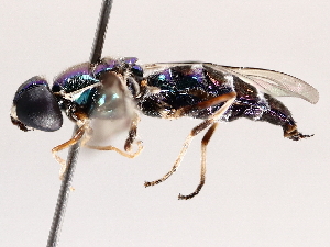  ( - BIOUG72918-G04)  @11 [ ] CreativeCommons - Attribution (2021) CBG Photography Group Centre for Biodiversity Genomics
