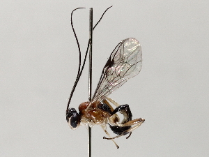  ( - BIOUG72920-F12)  @11 [ ] CreativeCommons - Attribution Non-Commercial Share-Alike (2021) CBG Photography Group Centre for Biodiversity Genomics