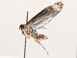  ( - BIOUG72920-G04)  @11 [ ] CreativeCommons - Attribution Non-Commercial Share-Alike (2021) CBG Photography Group Centre for Biodiversity Genomics