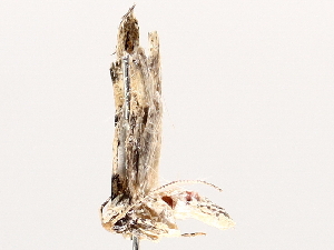  ( - BIOUG72920-G06)  @11 [ ] CreativeCommons - Attribution Non-Commercial Share-Alike (2021) CBG Photography Group Centre for Biodiversity Genomics