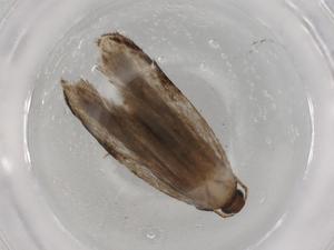  ( - BIOUG73339-G11)  @11 [ ] CreativeCommons - Attribution (2021) Centre for Biodiversity Genomics Centre for Biodiversity Genomics