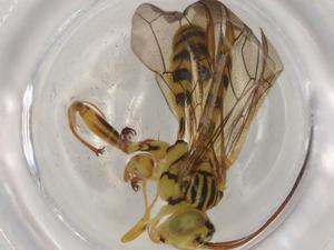  ( - BIOUG73446-G03)  @11 [ ] CreativeCommons - Attribution (2021) Centre for Biodiversity Genomics Centre for Biodiversity Genomics