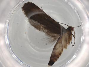  ( - BIOUG73468-F01)  @11 [ ] CreativeCommons - Attribution (2021) Centre for Biodiversity Genomics Centre for Biodiversity Genomics