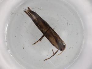  ( - BIOUG73521-A12)  @11 [ ] CreativeCommons - Attribution (2021) Centre for Biodiversity Genomics Centre for Biodiversity Genomics