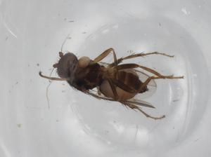  ( - BIOUG73565-H05)  @11 [ ] CreativeCommons - Attribution (2021) Centre for Biodiversity Genomics Centre for Biodiversity Genomics