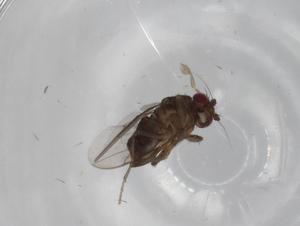  ( - BIOUG73677-H03)  @11 [ ] CreativeCommons - Attribution (2021) Centre for Biodiversity Genomics Centre for Biodiversity Genomics