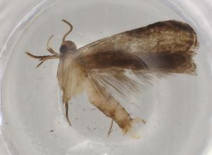  ( - BIOUG73827-C10)  @11 [ ] CreativeCommons - Attribution (2021) Centre for Biodiversity Genomics Centre for Biodiversity Genomics