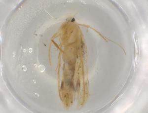  ( - BIOUG73827-F02)  @11 [ ] CreativeCommons - Attribution (2021) Centre for Biodiversity Genomics Centre for Biodiversity Genomics