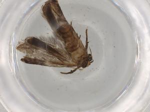  ( - BIOUG73829-F02)  @11 [ ] CreativeCommons - Attribution (2021) Centre for Biodiversity Genomics Centre for Biodiversity Genomics