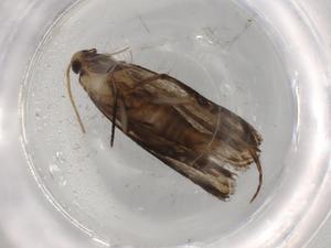  ( - BIOUG73835-H06)  @11 [ ] CreativeCommons - Attribution (2021) Centre for Biodiversity Genomics Centre for Biodiversity Genomics