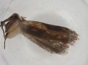  ( - BIOUG73866-B08)  @11 [ ] CreativeCommons - Attribution (2021) Centre for Biodiversity Genomics Centre for Biodiversity Genomics