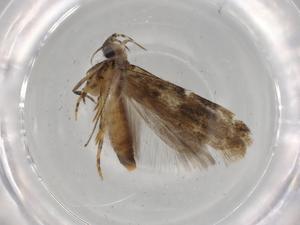  ( - BIOUG74214-G12)  @11 [ ] CreativeCommons - Attribution (2021) Centre for Biodiversity Genomics Centre for Biodiversity Genomics