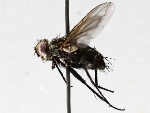  ( - BIOUG64457-A10)  @11 [ ] CreativeCommons - Attribution (2021) CBG Photography Group Centre for Biodiversity Genomics