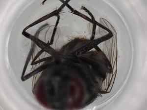  ( - BIOUG72644-A09)  @11 [ ] CreativeCommons - Attribution (2021) Centre for Biodiversity Genomics Centre for Biodiversity Genomics