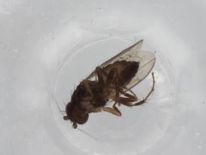  ( - BIOUG72678-E01)  @11 [ ] CreativeCommons - Attribution (2021) Centre for Biodiversity Genomics Centre for Biodiversity Genomics