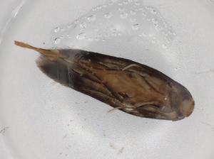  (gelMalaise01 Malaise8363 - BIOUG73473-E07)  @11 [ ] CreativeCommons - Attribution (2021) Centre for Biodiversity Genomics Centre for Biodiversity Genomics