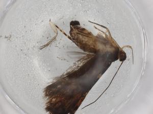  ( - BIOUG73773-E06)  @11 [ ] CreativeCommons - Attribution (2021) Centre for Biodiversity Genomics Centre for Biodiversity Genomics