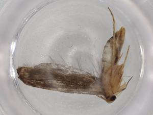  ( - BIOUG73937-G07)  @11 [ ] CreativeCommons - Attribution (2021) Centre for Biodiversity Genomics Centre for Biodiversity Genomics