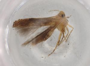  ( - BIOUG74049-C06)  @11 [ ] CreativeCommons - Attribution (2021) Centre for Biodiversity Genomics Centre for Biodiversity Genomics