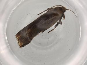  ( - BIOUG74069-B01)  @11 [ ] CreativeCommons - Attribution (2021) Centre for Biodiversity Genomics Centre for Biodiversity Genomics