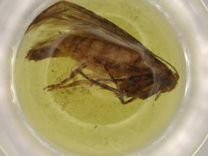  (Hypatopa Malaise4561 - BIOUG74069-C09)  @11 [ ] CreativeCommons - Attribution (2021) Centre for Biodiversity Genomics Centre for Biodiversity Genomics