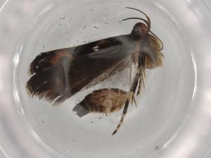  ( - BIOUG74069-F03)  @11 [ ] CreativeCommons - Attribution (2021) Centre for Biodiversity Genomics Centre for Biodiversity Genomics