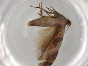  ( - BIOUG74108-H01)  @11 [ ] CreativeCommons - Attribution (2021) Centre for Biodiversity Genomics Centre for Biodiversity Genomics