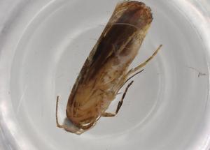  ( - BIOUG74108-H09)  @11 [ ] CreativeCommons - Attribution (2021) Centre for Biodiversity Genomics Centre for Biodiversity Genomics