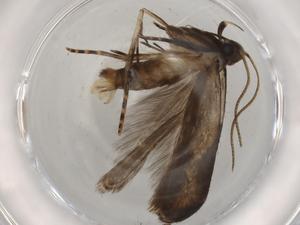  ( - BIOUG74109-B01)  @11 [ ] CreativeCommons - Attribution (2021) Centre for Biodiversity Genomics Centre for Biodiversity Genomics