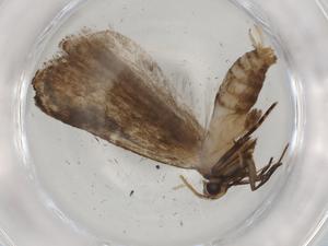  ( - BIOUG74109-B11)  @11 [ ] CreativeCommons - Attribution (2021) Centre for Biodiversity Genomics Centre for Biodiversity Genomics