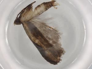  ( - BIOUG74385-C02)  @11 [ ] CreativeCommons - Attribution (2021) Centre for Biodiversity Genomics Centre for Biodiversity Genomics