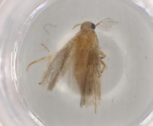  ( - BIOUG74725-C06)  @11 [ ] CreativeCommons - Attribution (2021) Centre for Biodiversity Genomics Centre for Biodiversity Genomics