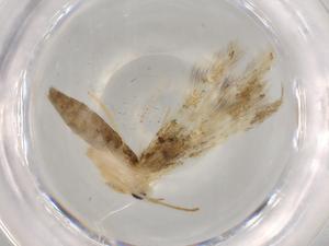  ( - BIOUG74725-F11)  @11 [ ] CreativeCommons - Attribution (2021) Centre for Biodiversity Genomics Centre for Biodiversity Genomics