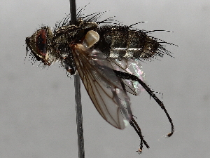  ( - BIOUG64457-F04)  @11 [ ] CreativeCommons - Attribution (2021) CBG Photography Group Centre for Biodiversity Genomics