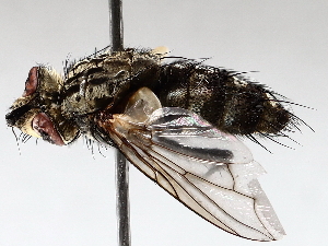  ( - BIOUG71252-G02)  @11 [ ] CreativeCommons - Attribution (2021) CBG Photography Group Centre for Biodiversity Genomics