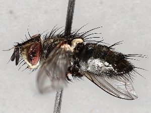  ( - BIOUG71252-G08)  @11 [ ] CreativeCommons - Attribution (2021) CBG Photography Group Centre for Biodiversity Genomics