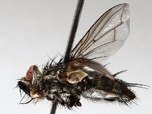  ( - BIOUG71252-G12)  @11 [ ] CreativeCommons - Attribution (2021) CBG Photography Group Centre for Biodiversity Genomics