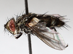  ( - BIOUG71252-H01)  @11 [ ] CreativeCommons - Attribution (2021) CBG Photography Group Centre for Biodiversity Genomics