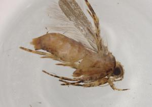  ( - BIOUG74100-A10)  @11 [ ] CreativeCommons - Attribution (2021) Centre for Biodiversity Genomics Centre for Biodiversity Genomics