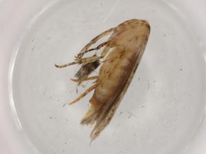  ( - BIOUG74100-B02)  @11 [ ] CreativeCommons - Attribution (2021) Centre for Biodiversity Genomics Centre for Biodiversity Genomics