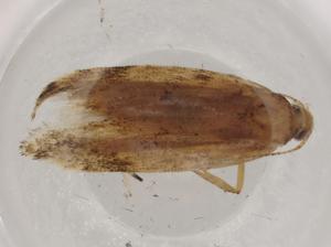  ( - BIOUG74100-C10)  @11 [ ] CreativeCommons - Attribution (2021) Centre for Biodiversity Genomics Centre for Biodiversity Genomics