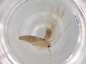  ( - BIOUG74157-H01)  @11 [ ] CreativeCommons - Attribution (2021) Centre for Biodiversity Genomics Centre for Biodiversity Genomics