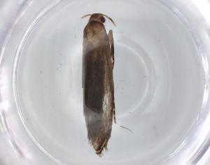  ( - BIOUG74200-H03)  @11 [ ] CreativeCommons - Attribution (2021) Centre for Biodiversity Genomics Centre for Biodiversity Genomics