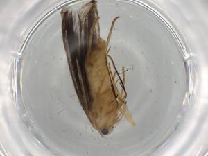  ( - BIOUG74732-E01)  @11 [ ] CreativeCommons - Attribution (2021) Centre for Biodiversity Genomics Centre for Biodiversity Genomics