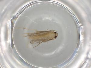  ( - BIOUG74732-G01)  @11 [ ] CreativeCommons - Attribution (2021) Centre for Biodiversity Genomics Centre for Biodiversity Genomics