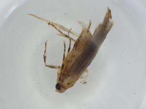  ( - BIOUG74758-A08)  @11 [ ] CreativeCommons - Attribution (2021) Centre for Biodiversity Genomics Centre for Biodiversity Genomics