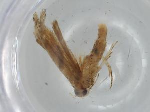  ( - BIOUG74758-D04)  @11 [ ] CreativeCommons - Attribution (2021) Centre for Biodiversity Genomics Centre for Biodiversity Genomics